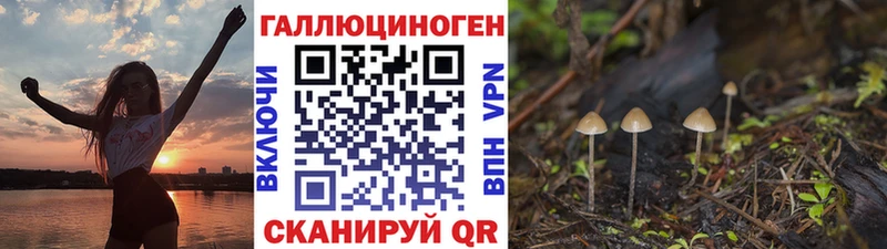 Купить закладки Туран Псилоцибиновые грибы Cubensis